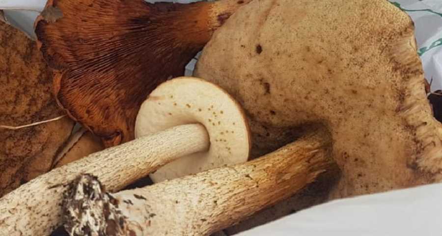 Грибы