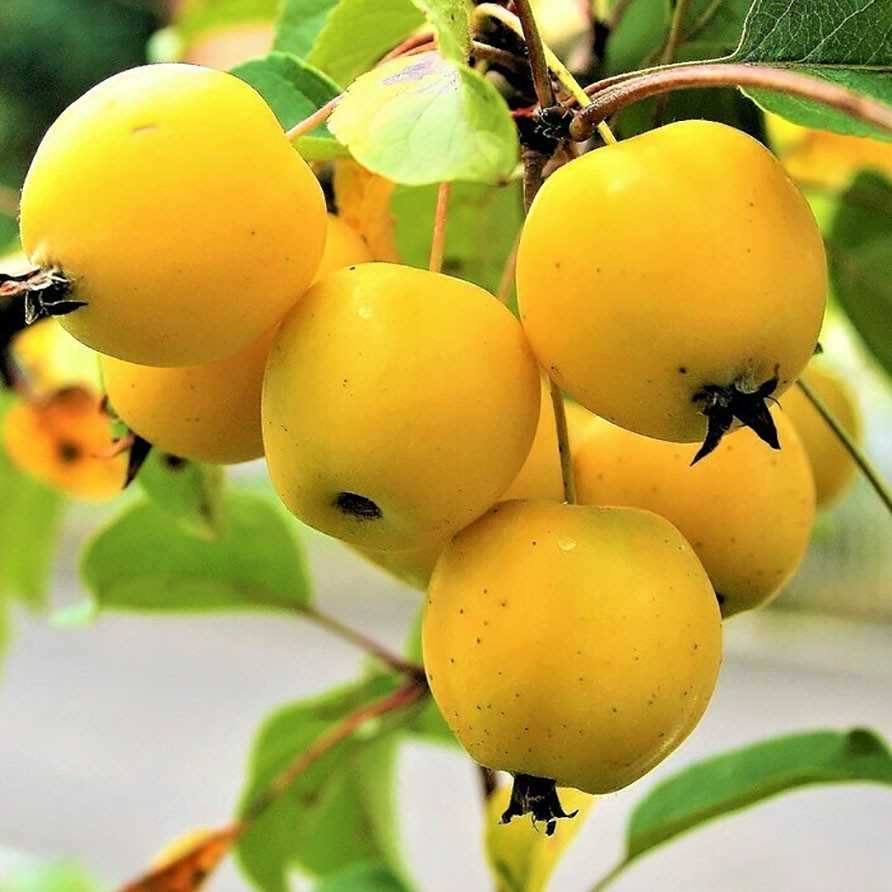 Минеральное