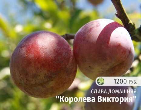 Сорта