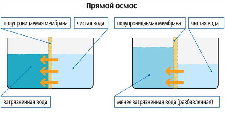 Осмос воды как ключевой процесс в природе и технике